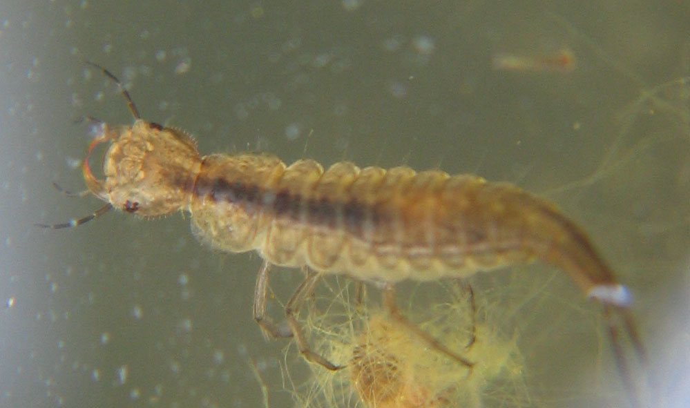 Dytiscidae_larva