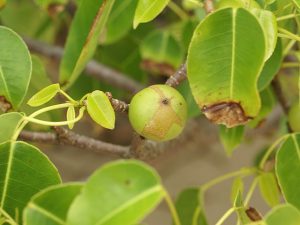 ผลของต้น Manchineel