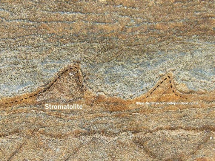 ค้นพบซากฟอสซิลของสิ่งมีชีวิตที่เก่าแก่ที่สุด 3.6 พันล้านปี