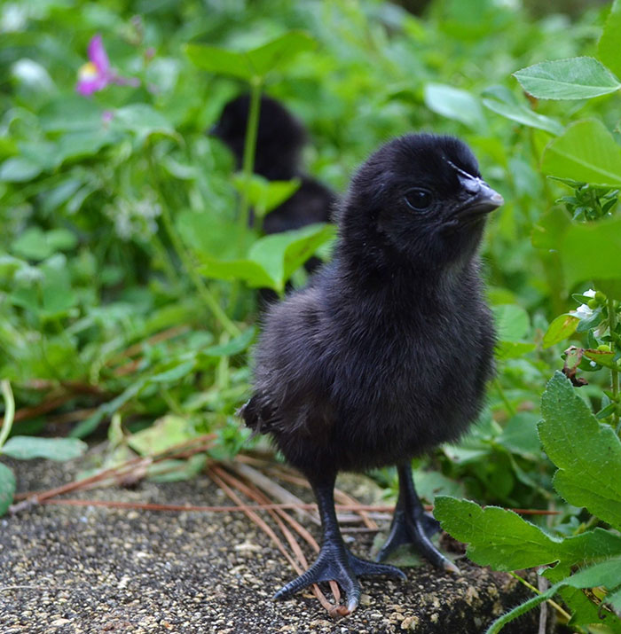 ลูกไก่ Ayam Cemani