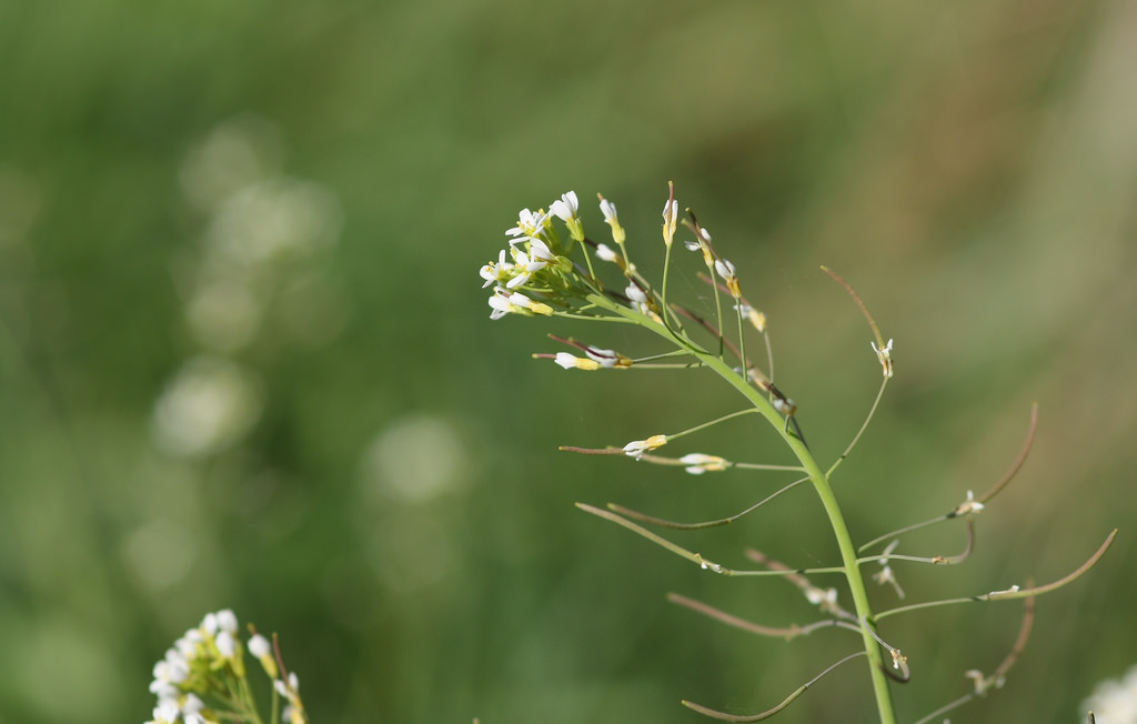 พืชตระกูล Arabidopsis