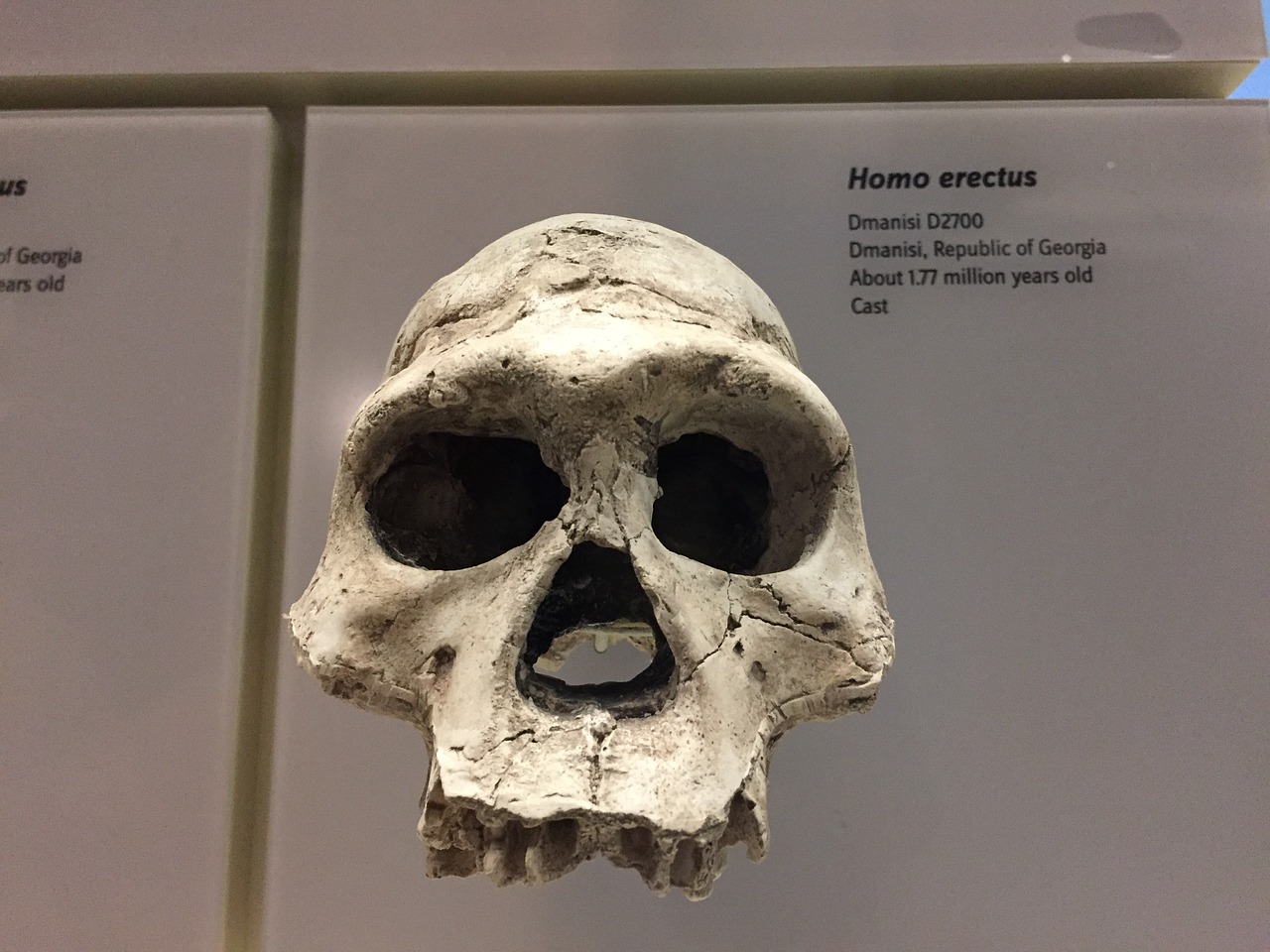 มนุษย์ Homo erectus