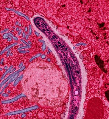 ปรสิต Plasmodium ในยุง