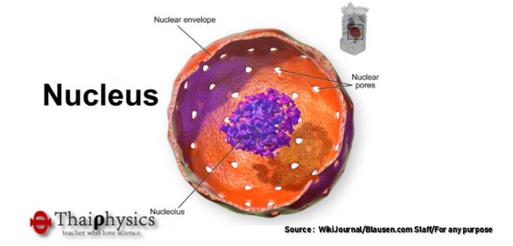 ข่าวค้นพบฟังก์ชันใหม่ของนิวคลีโอลัส
