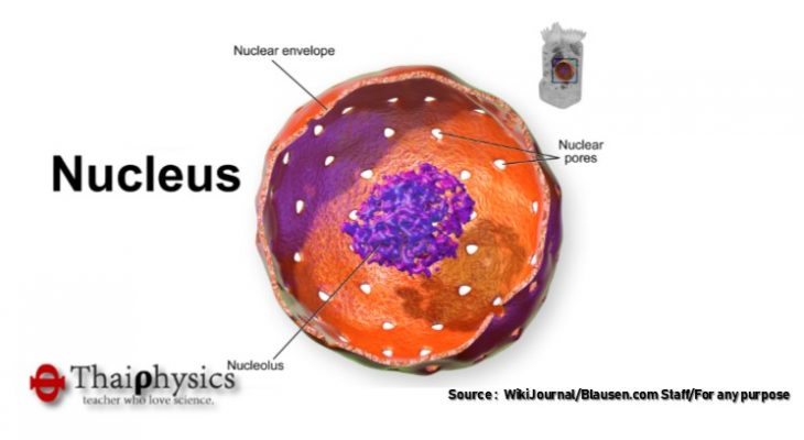 ข่าวค้นพบฟังก์ชันใหม่ของนิวคลีโอลัส