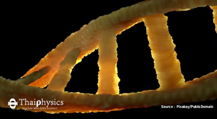 เทคนิคการแก้ไขจีโนมด้วย CRISPR