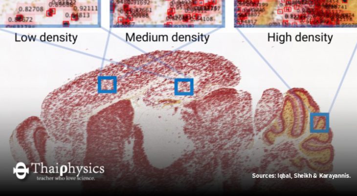 นักวิจัยใช้ AI ระบุจำนวนเซลล์ประสาทของหนู