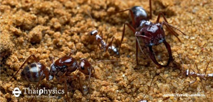 มดสีเงินวิ่งเร็วที่สุดในโลก silver ant
